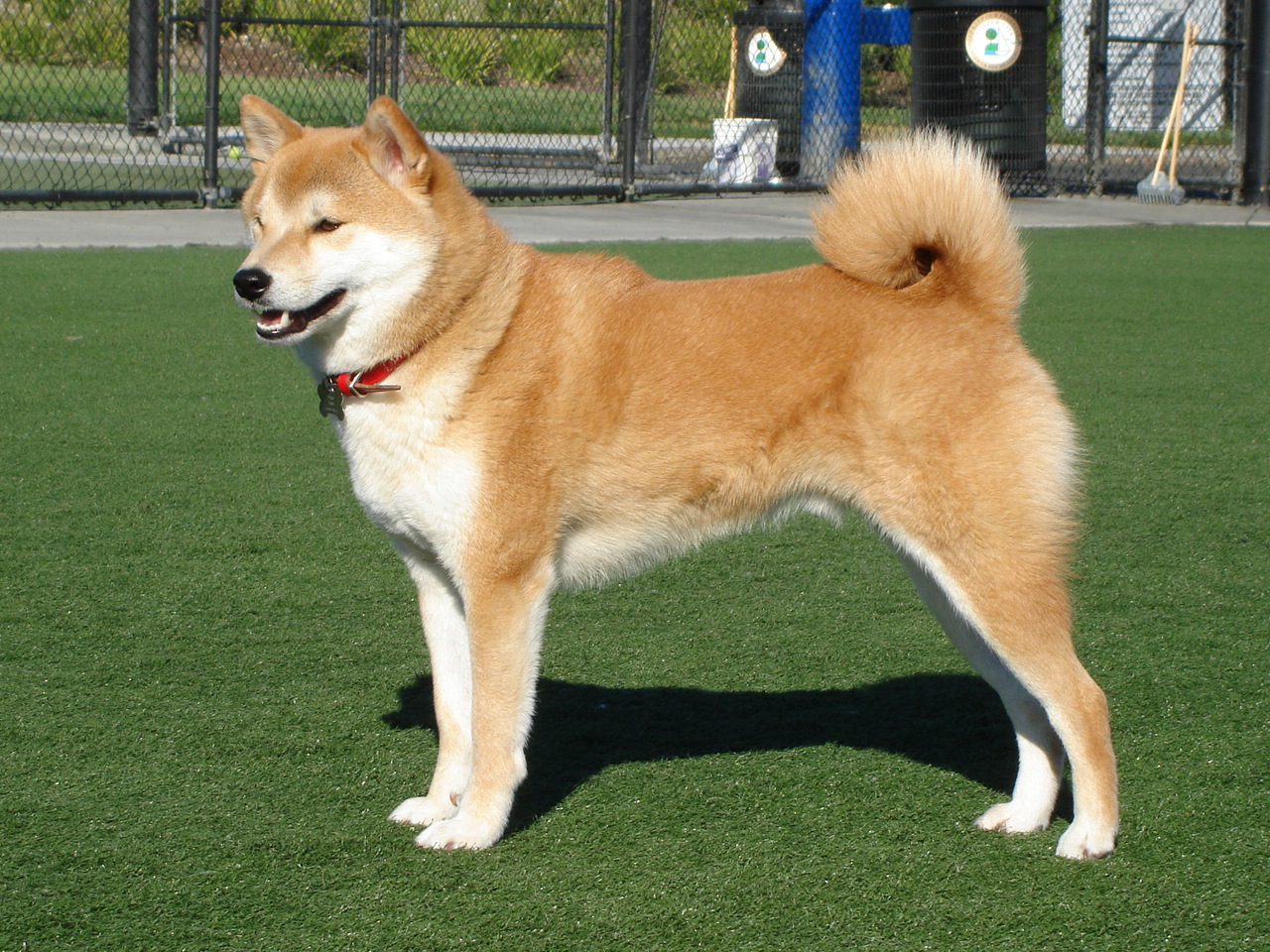 Is the Shiba Inu Right for You? A Look at Their Unique Personality