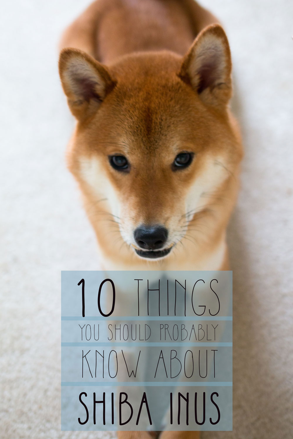 Shiba Inu Character: Understanding the Independent & Loyal Fox-Dog