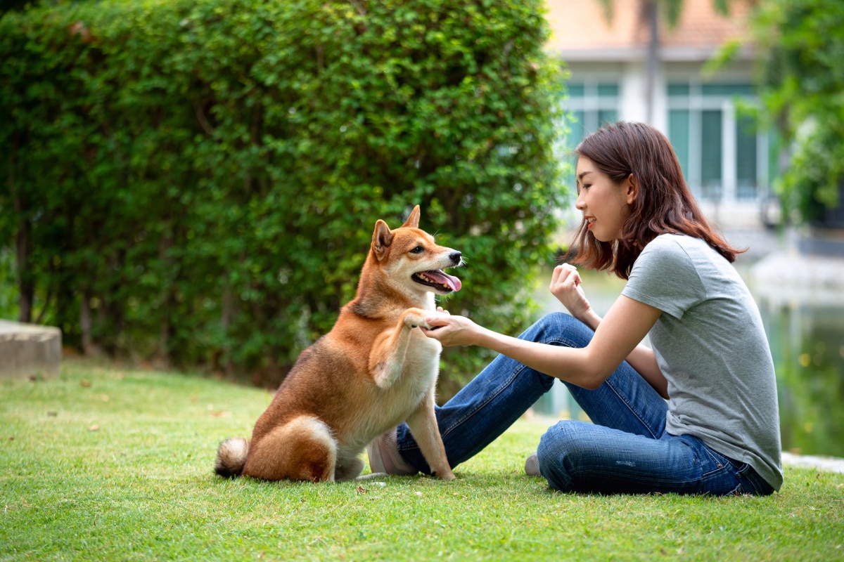 Training a Shiba Inu: Mastering the Willful Mind of the Ancient Breed